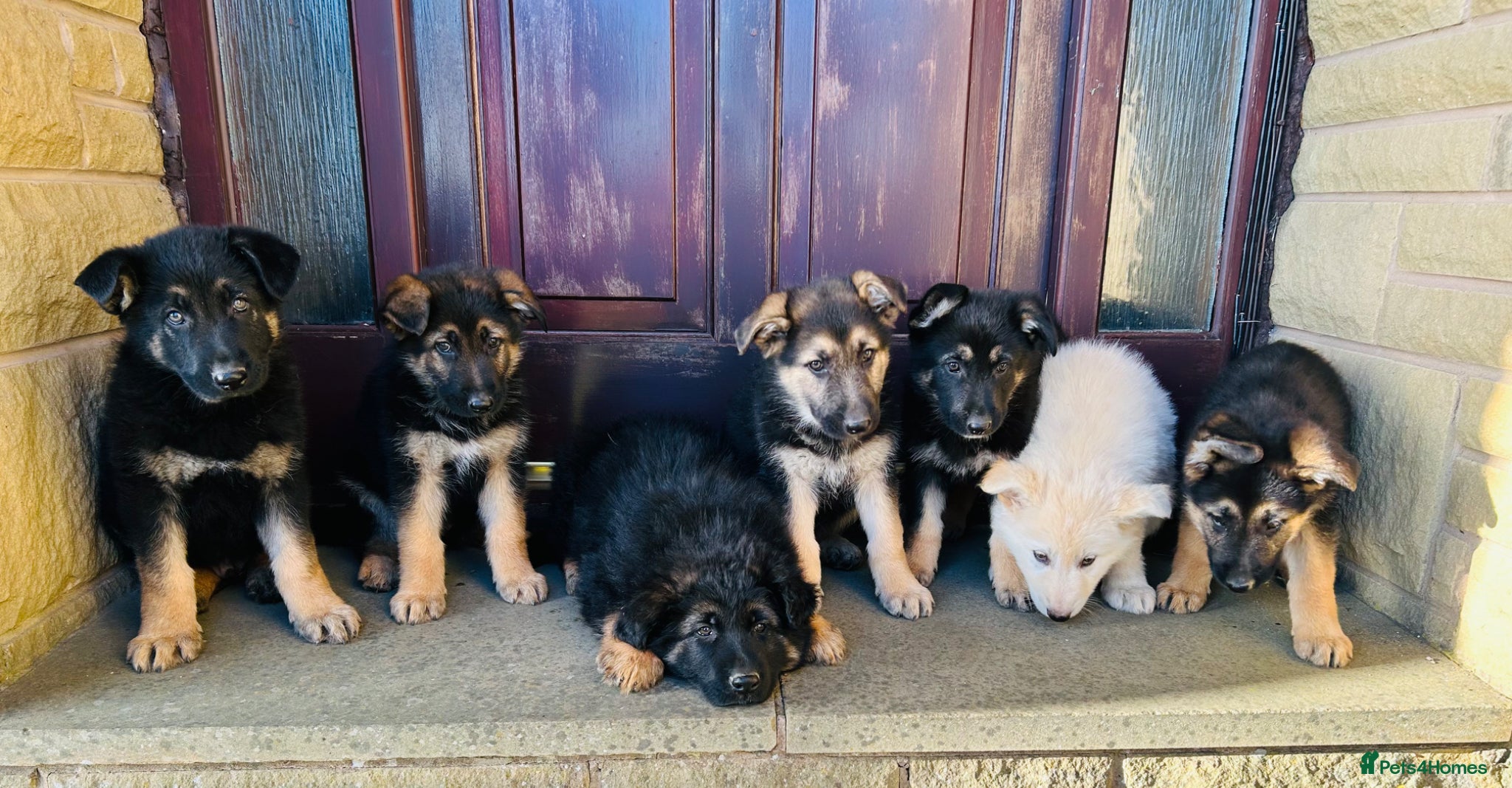 German Shepherd dogs STUNNING KC GSD CHAMPION  - Advert 1