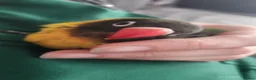 Lovebirds birds for sale: Gorgeous little lovebird ready for new home - Advert 5