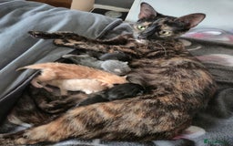 Mixed Breed cats for sale: Adorable kittens  - Image 7