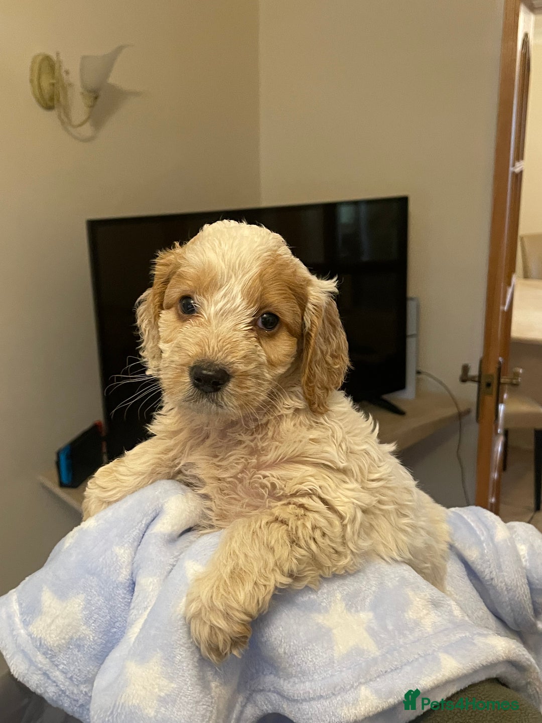 Cockapoo dogs for sale: 🐾 Beautiful Cockapoo Puppies for Sale 🐾 - Advert 13