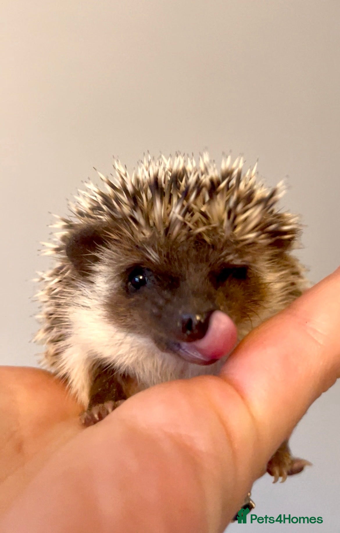 Pygmy Hedgehog rodents Adorable African Pygmy Hedgehog Babies  - Advert 2