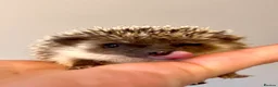 Pygmy Hedgehog rodents for sale: Adorable African Pygmy Hedgehog Babies Male Female - Advert 3