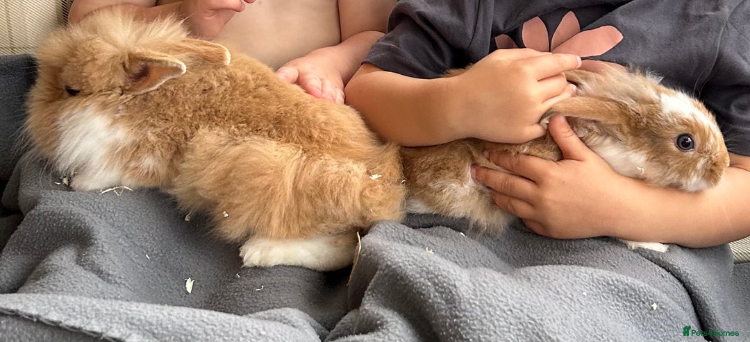 Lionhead rabbits for sale: Two male lionhead rabbits and cage - Advert 1