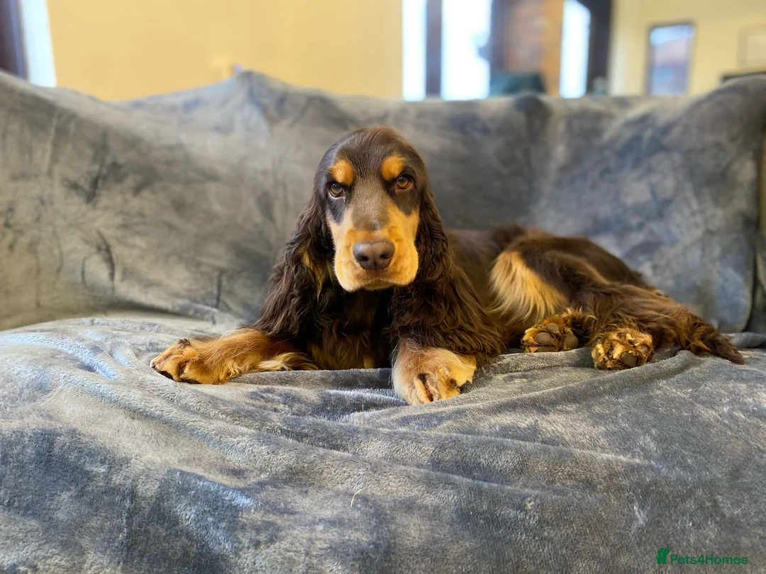 Cocker Spaniel dogs for stud: TRUE TO TYPE- Chocolate & Tan Show Cocker Spaniel in Holywell - Advert 15