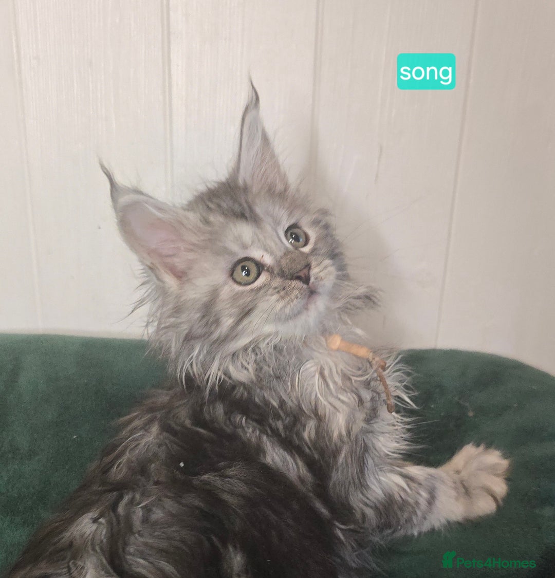 Maine Coon cats for sale: Stunning Silver Tica Pedigree Maine Coon Kittens - Advert 2