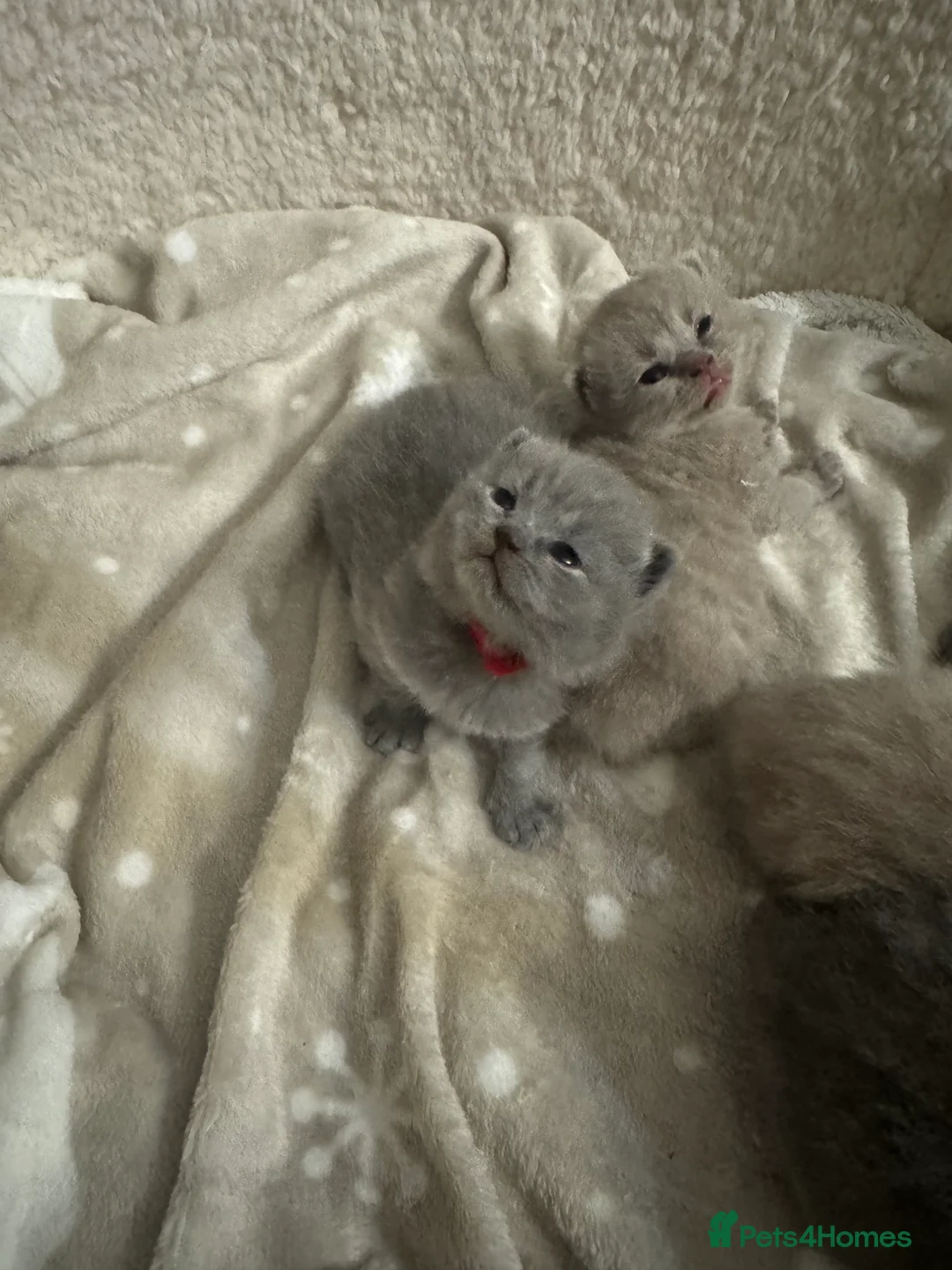 British Shorthair cats for sale: British shorthair  in Portsmouth - Advert 6