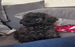 Yorkiepoo dogs for sale: Beautiful yorkipoo puppies - Image 2