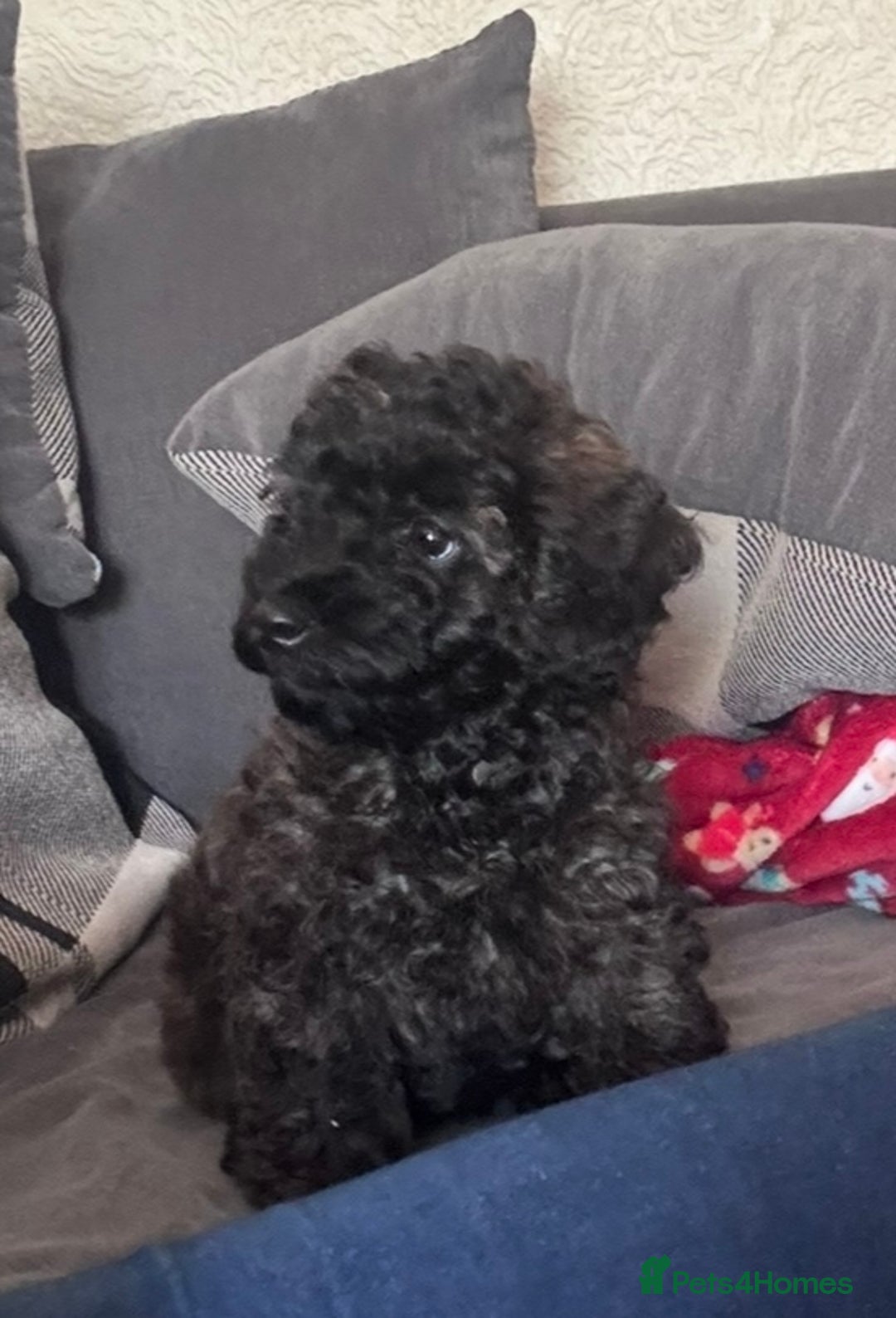 Yorkiepoo dogs for sale: Beautiful yorkipoo puppies - Image 2