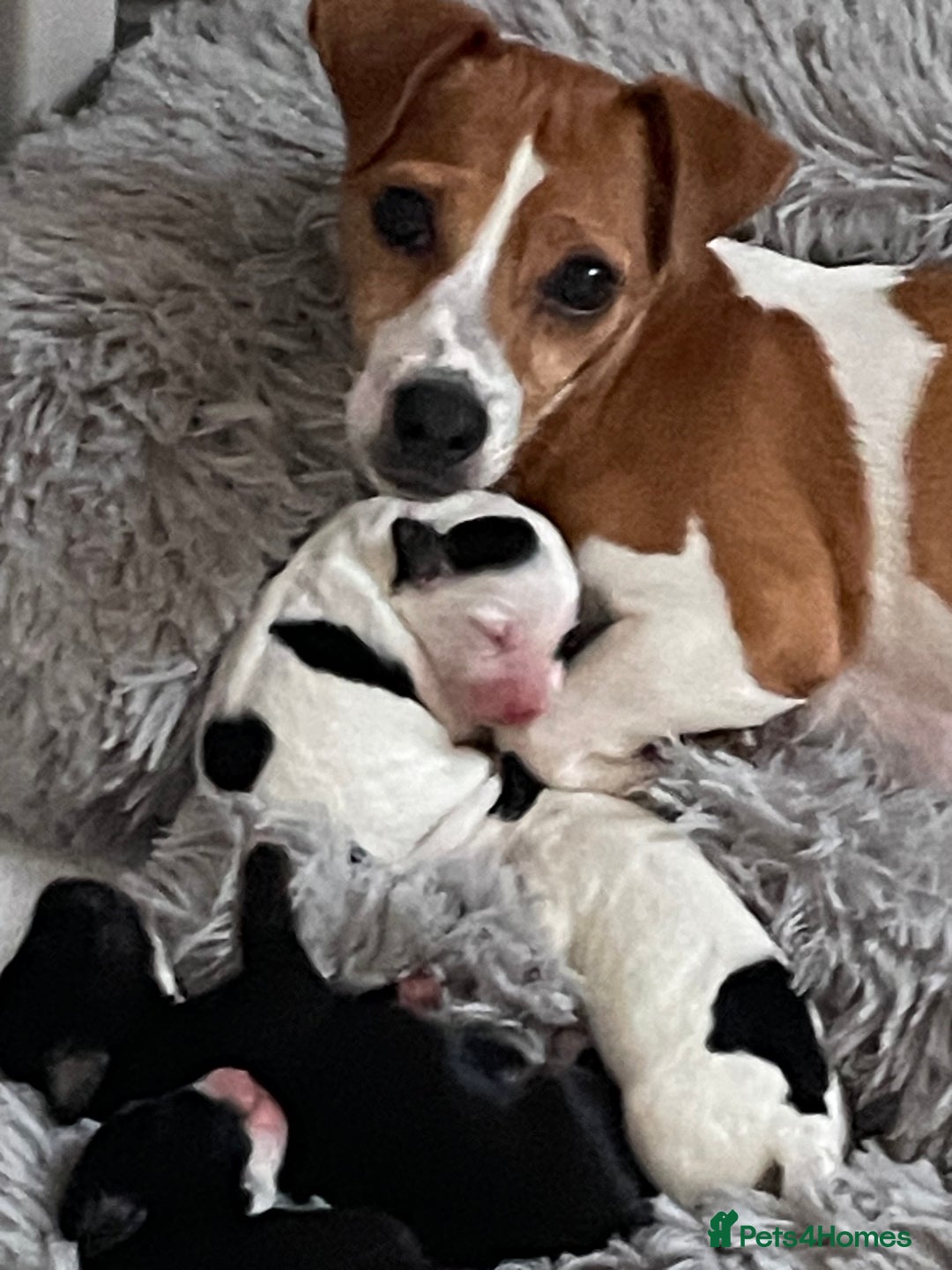 Mixed Breed dogs for sale: Jackapoo  - Image 2