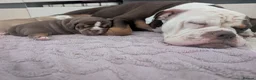 Olde English Bulldogge dogs for sale: Impeccable olde English bulldog  - Advert 10