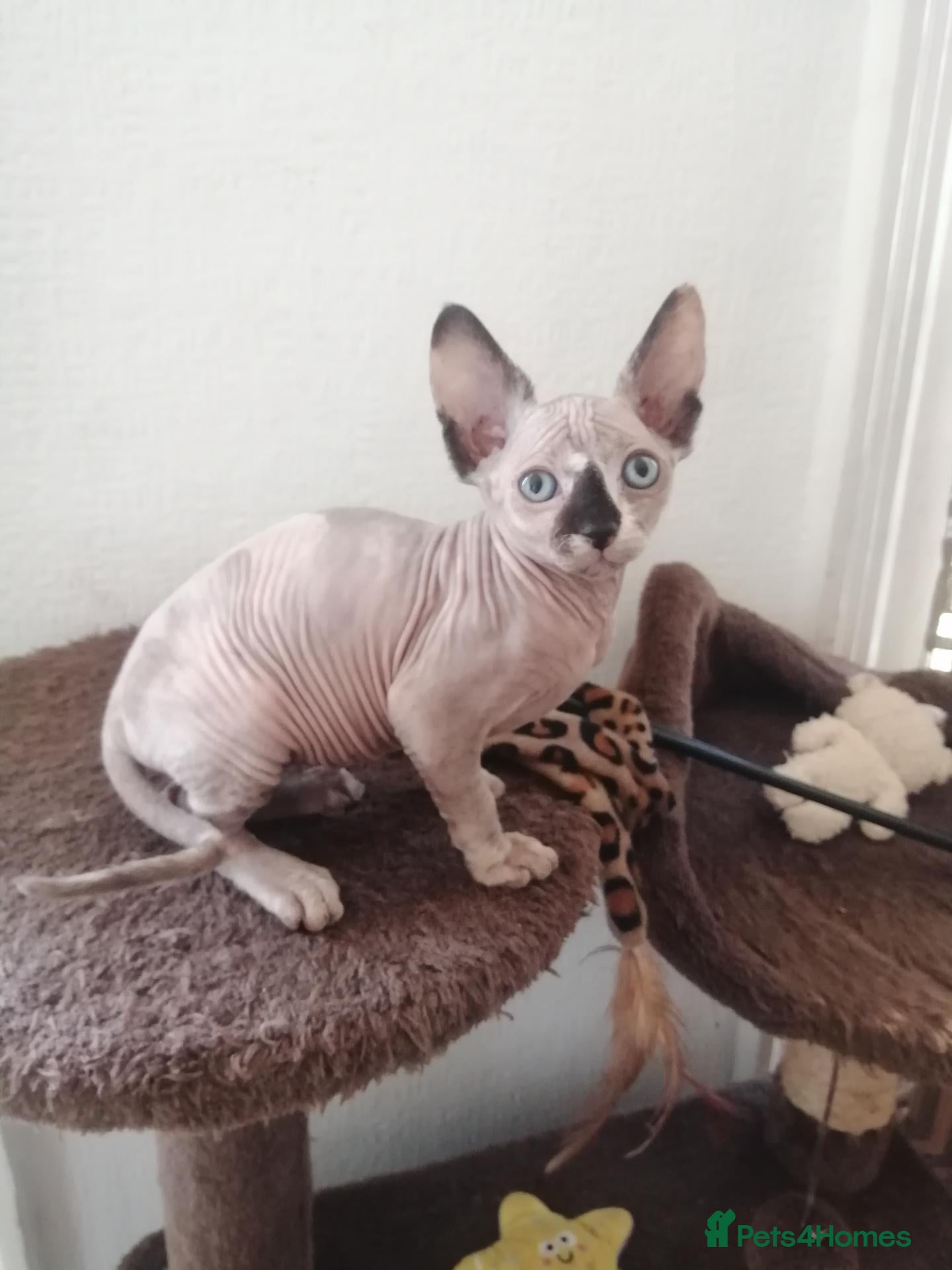 Sphynx cats Hurry up 1 last girl with sky blue eyes left  - Advert 17