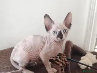 Sphynx cats Hurry up 1 last girl with sky blue eyes left - Advert 17