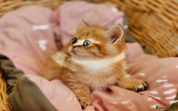 British Shorthair cats for sale:  **   ** : BSH Golden champion lines - Advert 3