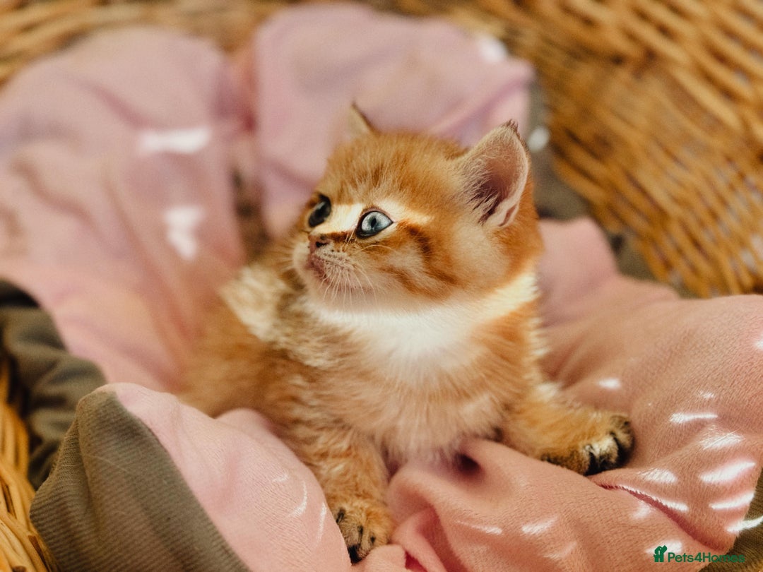 British Shorthair cats for sale:  **   ** : BSH Golden champion lines - Advert 3