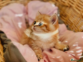 British Shorthair cats - Advert 1