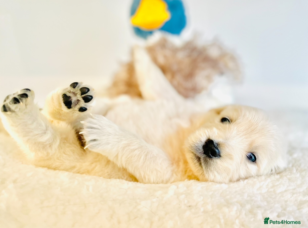 Golden Retriever dogs for sale: Champion lines~ DNA tested~ Old English Cream  - Advert 2