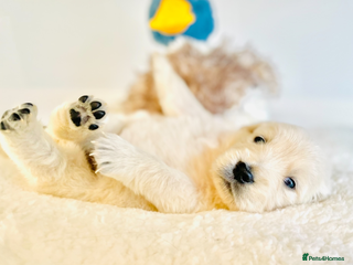 Golden Retriever dogs Champion lines~ GIRL Available ~ DNA tested - Advert 2