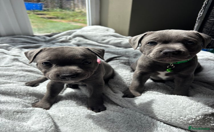 Staffordshire Bull Terrier dogs in Hitchin - Advert 1