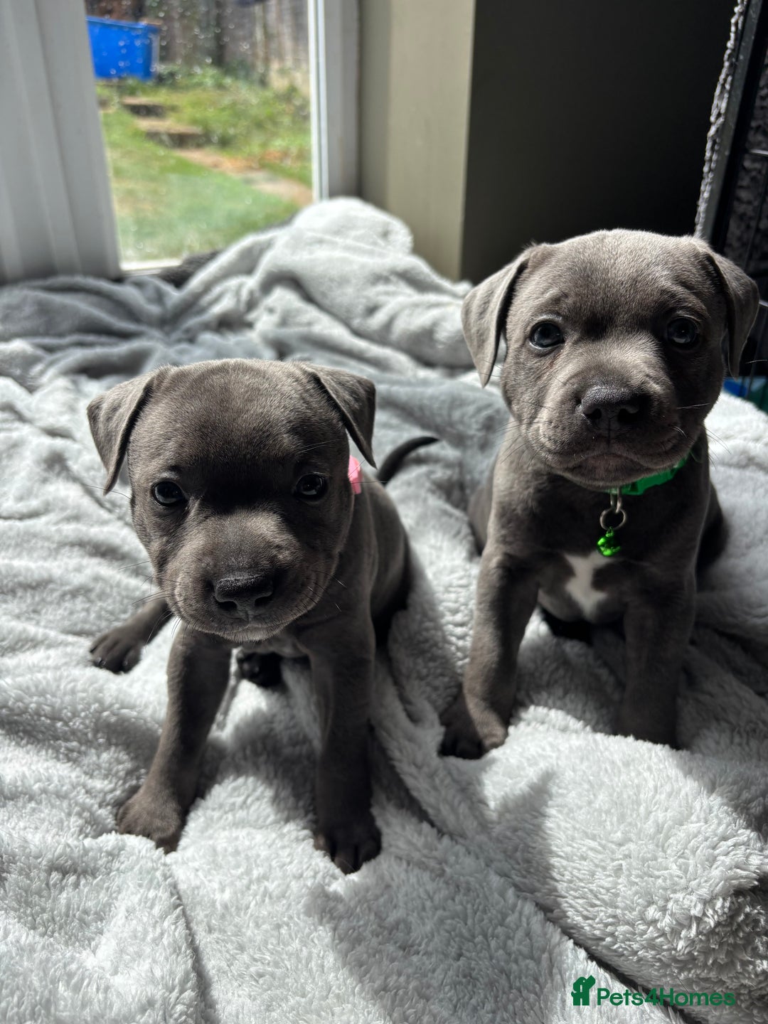 Staffordshire Bull Terrier dogs for sale: 1 male Blue Staff Bull Terrier pup 💙 in Hitchin - Image 3