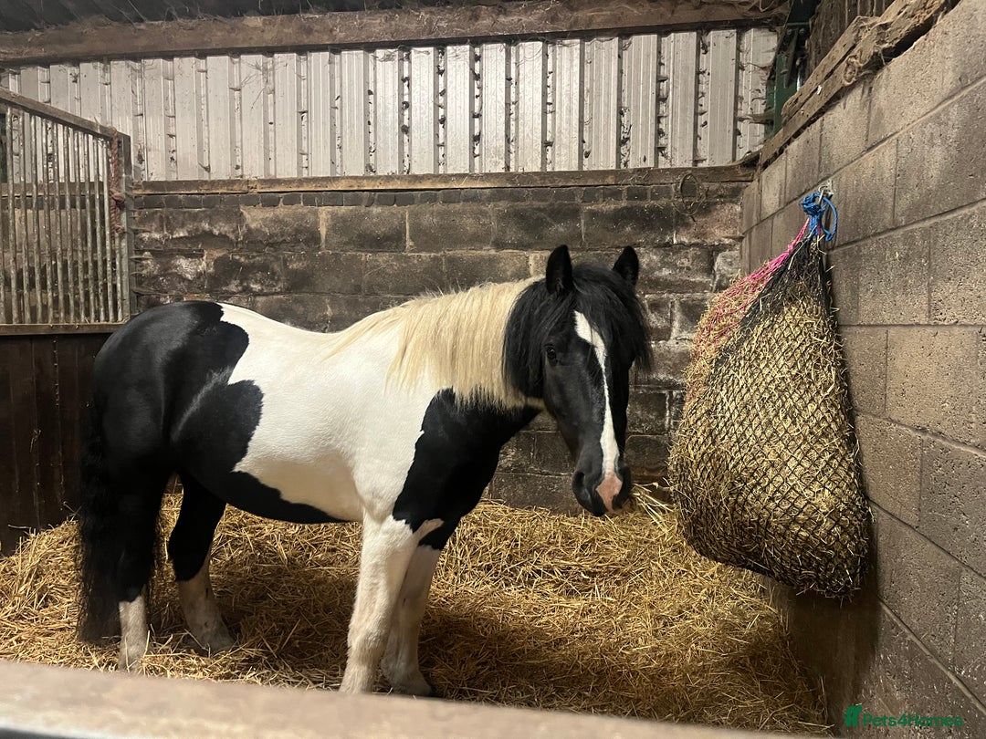 Irish Cob horses for sale: For Sale: Monty - Advert 1