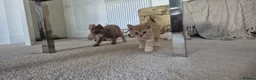 British Shorthair cats for sale: British short hair kittens in Manchester - Advert 7