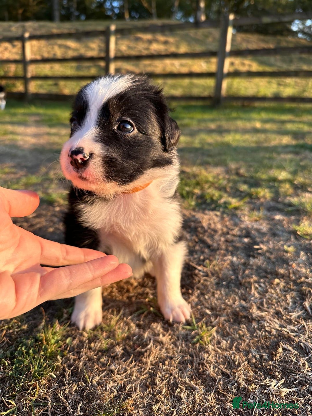 Border Collie dogs for sale: 10 Beautiful Border Collie Puppies - Image 10