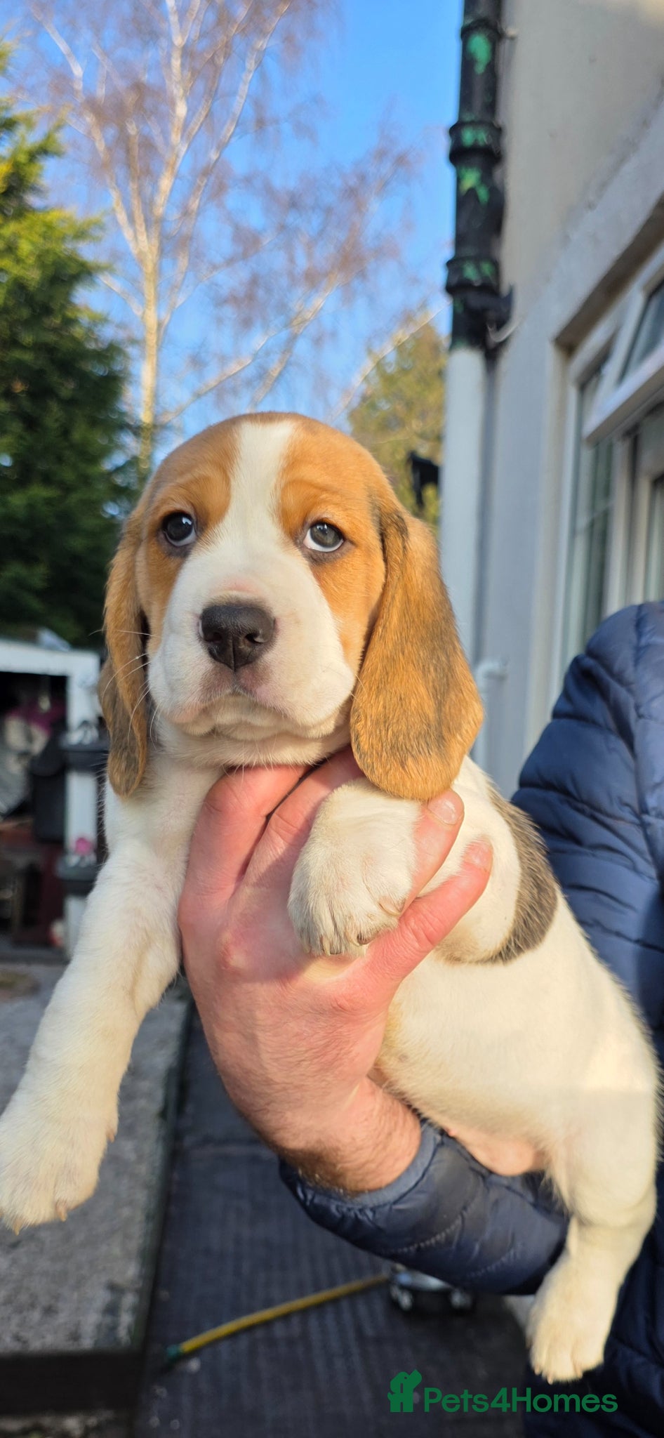 Beagle dogs Beagle Puppy!🐶 - Advert 1