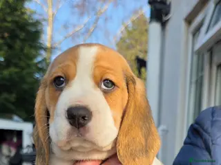 Beagle dogs Beagle Puppy!🐶 - Advert 5