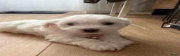 Bichon Frise dogs for sale: Bichon frise  in Ipswich - Advert 5
