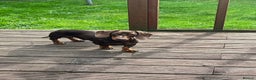 Miniature Dachshund dogs for stud: FOR STUD PROVEN KCreg Choc & tan mini Dachshund in Sunderland - Advert 8