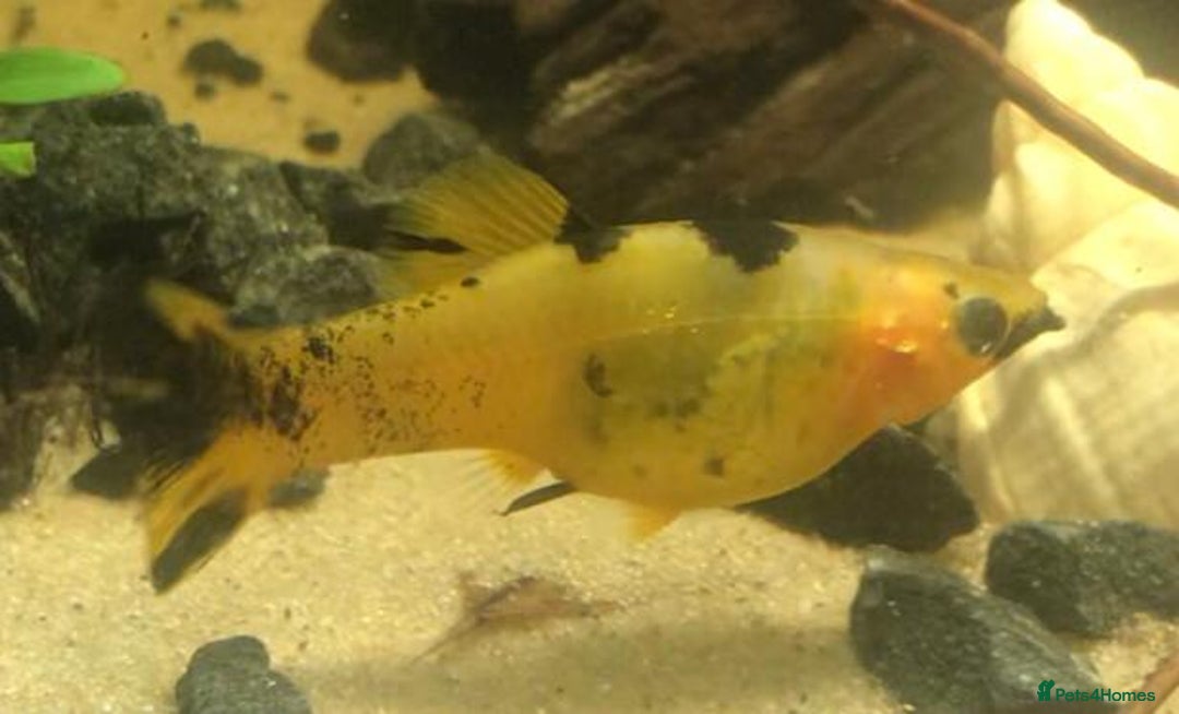 Other/Mixed Breed fish for sale: All fish sold individually for 10£ (info below) - Image 21