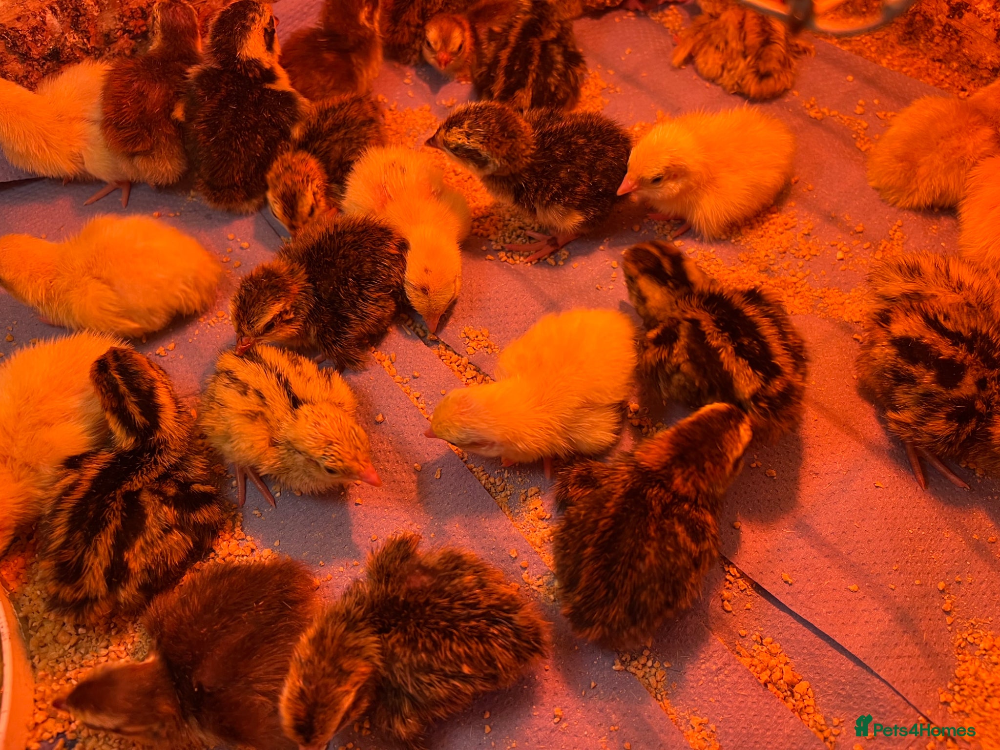 Quail poultry  Various age quails £5-£12 - Advert 5