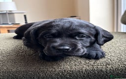 Labrador Retriever dogs for sale: 2 KC Black Lab Male Pups - Image 4