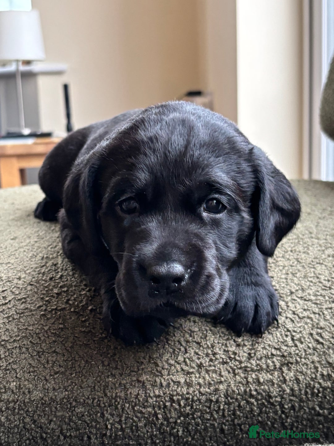 Labrador Retriever dogs for sale: 2 KC Black Lab Male Pups - Image 4