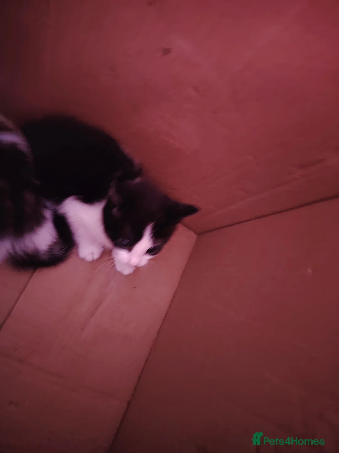 Mixed Breed cats for sale: 4 kittens in Stockton-on-Tees - Advert 2