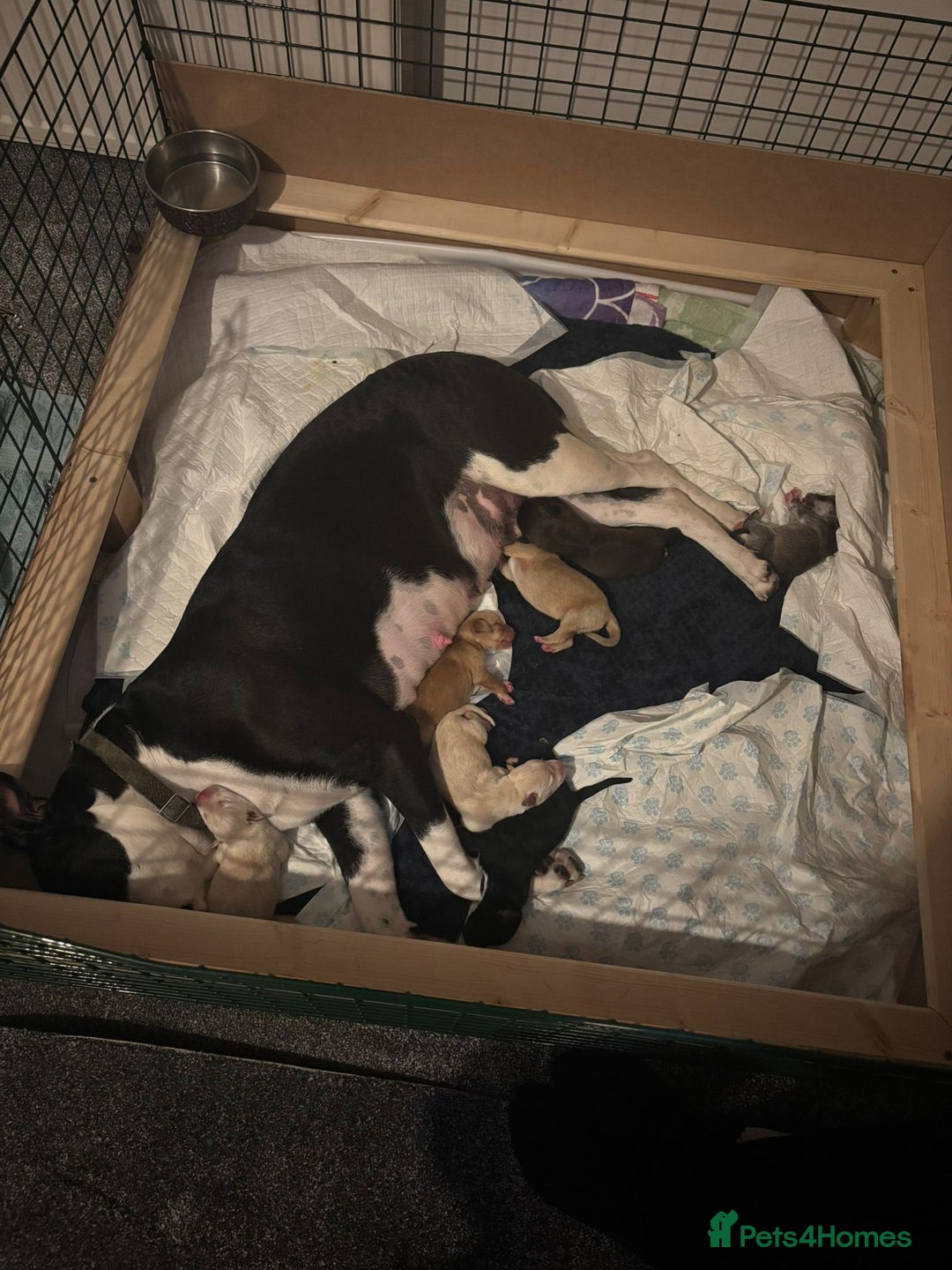 Mixed Breed dogs for sale: Gorgeous pups for sale - Image 7