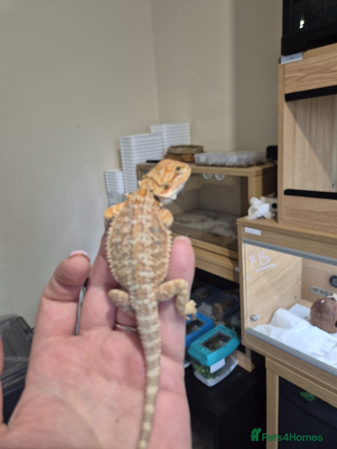 Bearded Dragon reptiles for sale: 🔥🔥🔥 BABY BEARDED DRAGONS 🔥🔥🔥 4 LEFT 🔥🔥 - Image 24