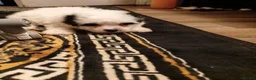 Bichon Frise dogs for sale: Bischon frize - Advert 7