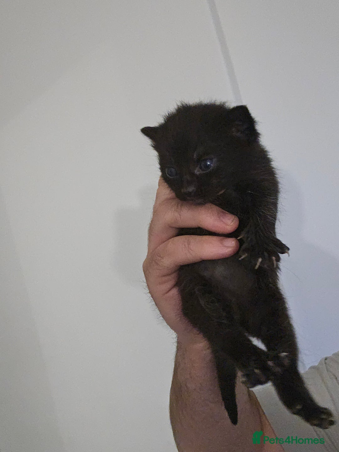 Domestic Shorthair cats for sale: 4 gorgeous kittens looking for there forever homes - Image 5