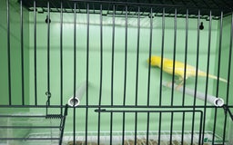 Canaries birds for sale: Canaries  - Image 30