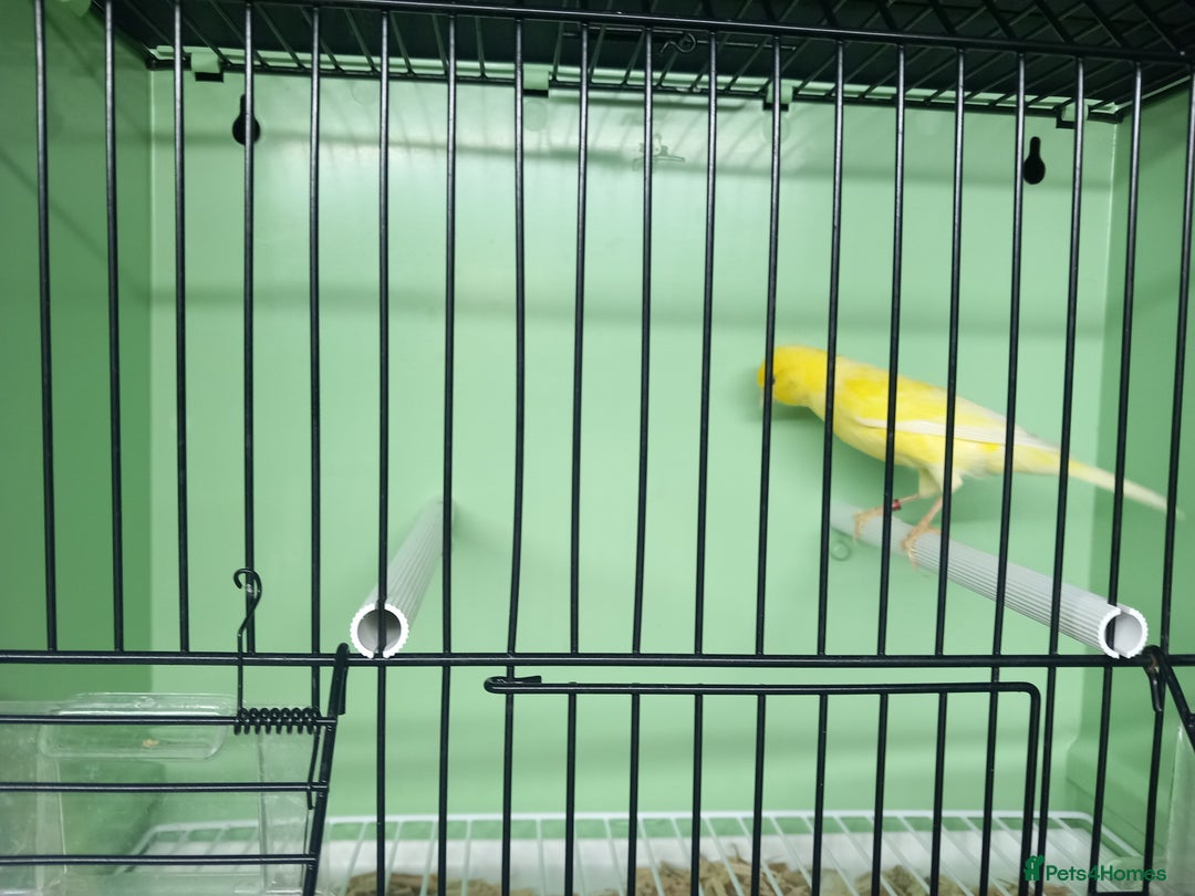 Canaries birds for sale: Canaries  - Image 30