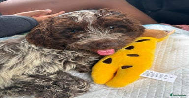 Cockapoo dogs - Advert 3