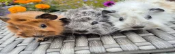 Guinea Pig rodents for sale: Californian Funky Guinea Pigs  - Advert 5