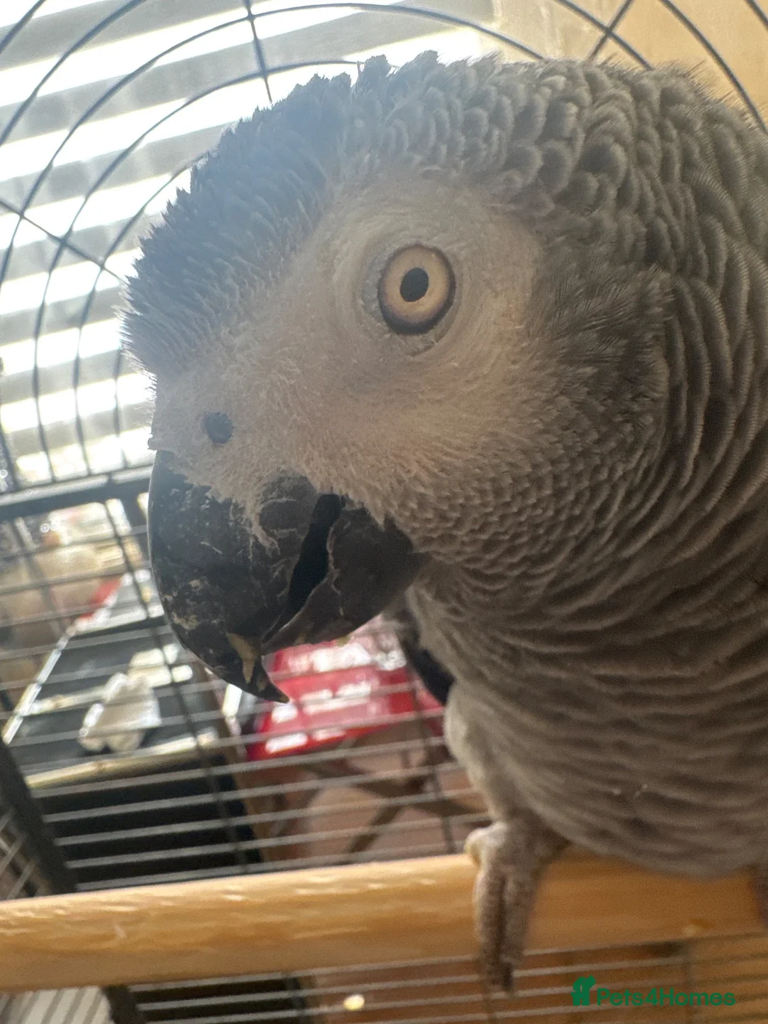Parrots birds for sale: African grey - Advert 5