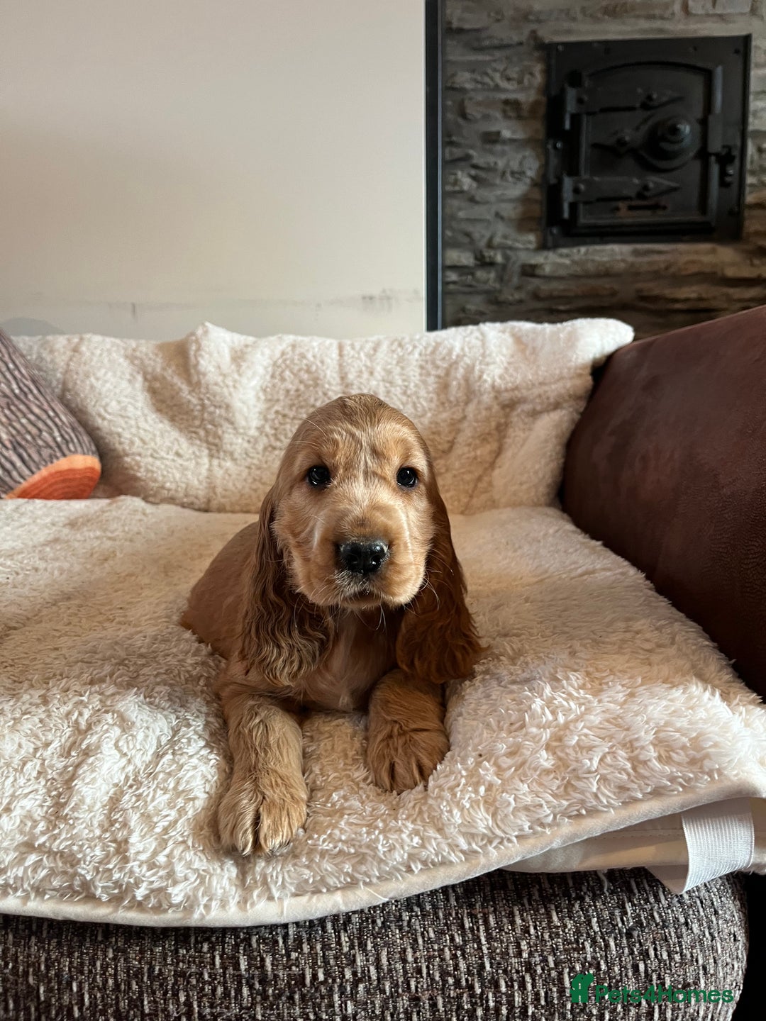 Cocker Spaniel dogs for sale: Health tested KC reg low co eff show type cockers - Advert 17