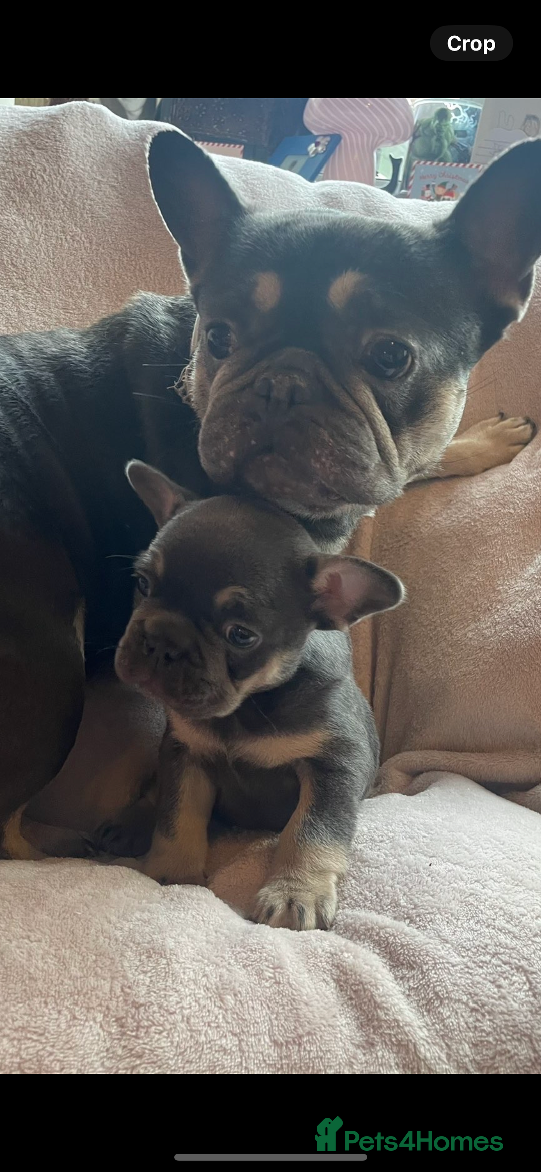 French Bulldog dogs for sale: French bulldog boy - Advert 2