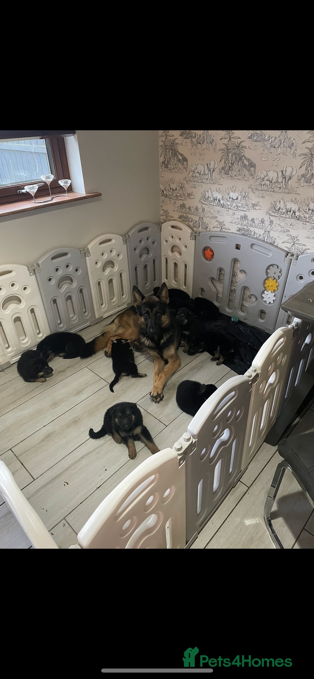 Shepsky dogs for sale: Beautiful puppies  - Image 13