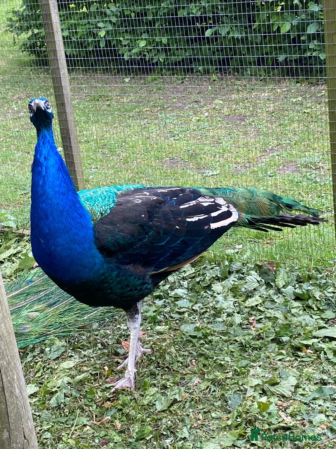 Peafowl poultry for sale: Peacock - Indian Blue in Worcester - Advert 2