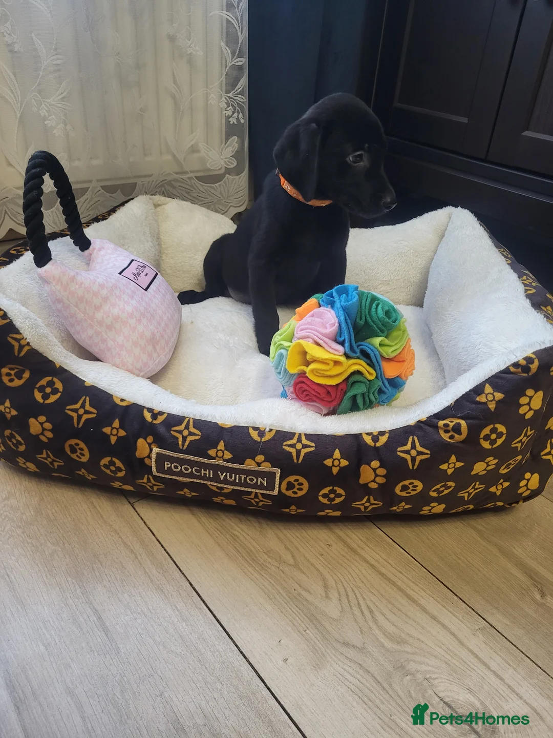 Labrador Retriever dogs for sale: KC registered Labrador Retriever puppies - Advert 13