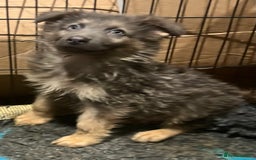 German Shepherd dogs for sale: German Shepherd Puppies Liver Isabella Blue Black  - Advert 8